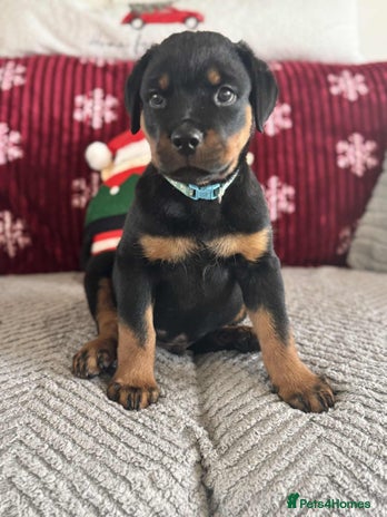 Rottweiler dogs * 1 Left* German Lines - Chunky Rottweiler Puppies - Advert 3