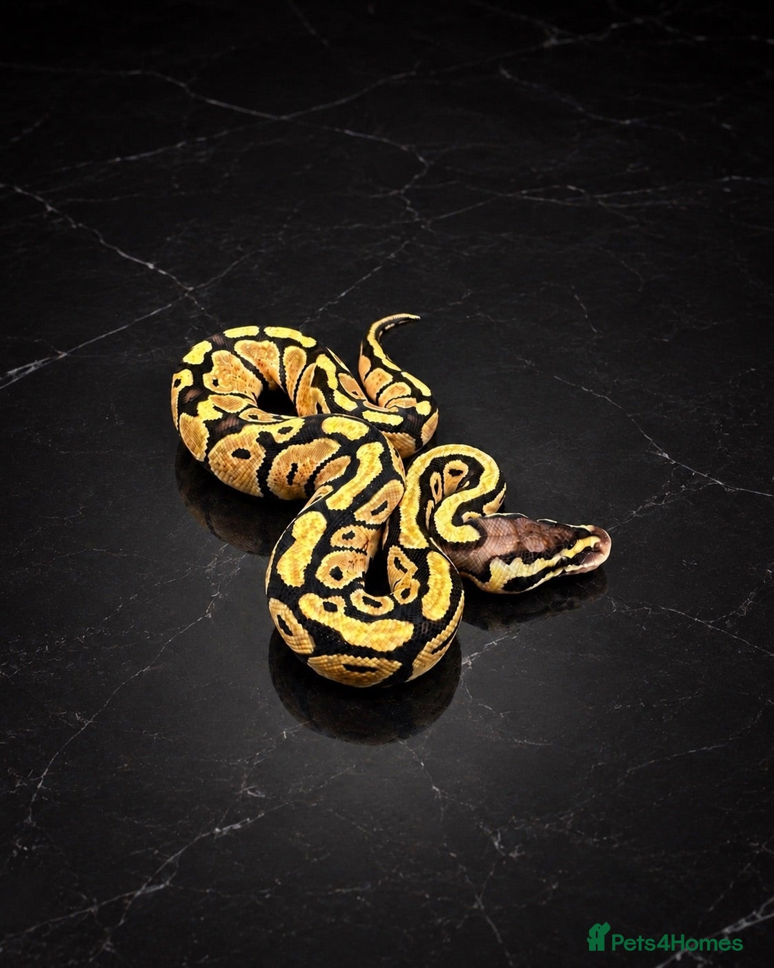 Python Snake reptiles Stunning Baby Ball Pythons!  - Advert 2