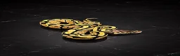 Python Snake reptiles for sale: Stunning Baby Ball Pythons!  - Advert 2