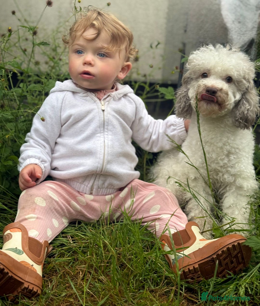 Miniature Poodle dogs for sale: Home Bred pups, extensively Health tested - Image 18