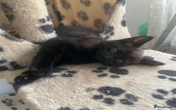 Mixed Breed cats for sale: Russian blu mix  - Image 14