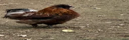Chickens poultry for sale: Chicks, chickens, hatching eggs silkies Aracuanas - Advert 9