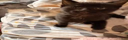 Domestic Shorthair cats for sale: Beautiful kittens nearly ready for a new home - Advert 6