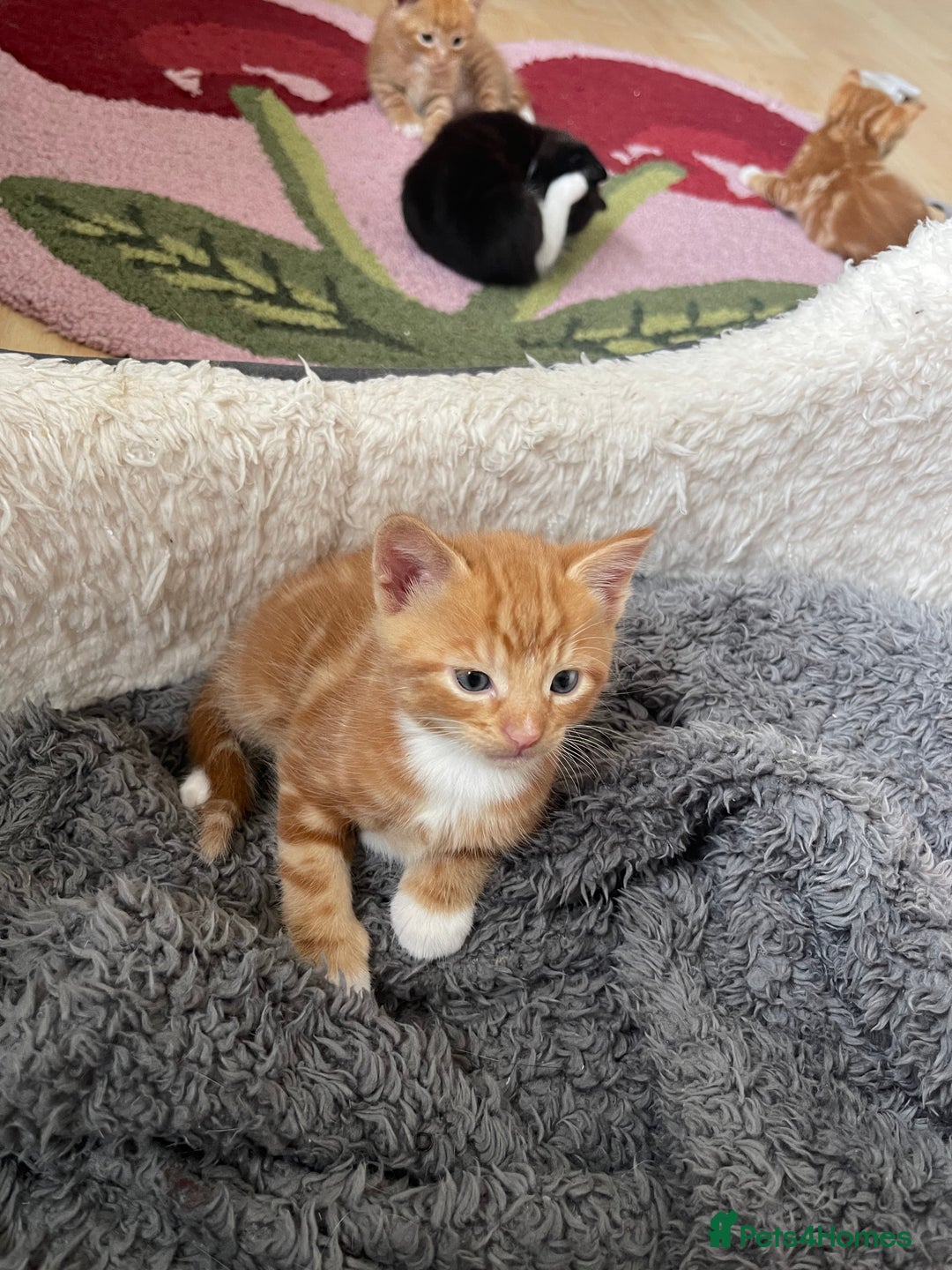 American Shorthair cats for sale: 4 male kittens for sale! - Image 13