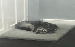 Cockapoo dogs for sale: 1 year old loving girl  - Image 2