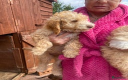 Cockapoo dogs for sale: F2 cockerpoos for sale - Image 3