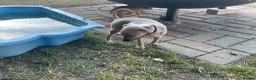 Italian Greyhound dogs for sale: Gorgeous Kc reg Italian greyhound  - Advert 29