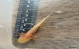 Axolotl reptiles for sale: 3 months old juvenile pink axolotls £22 in Welling - Image 3