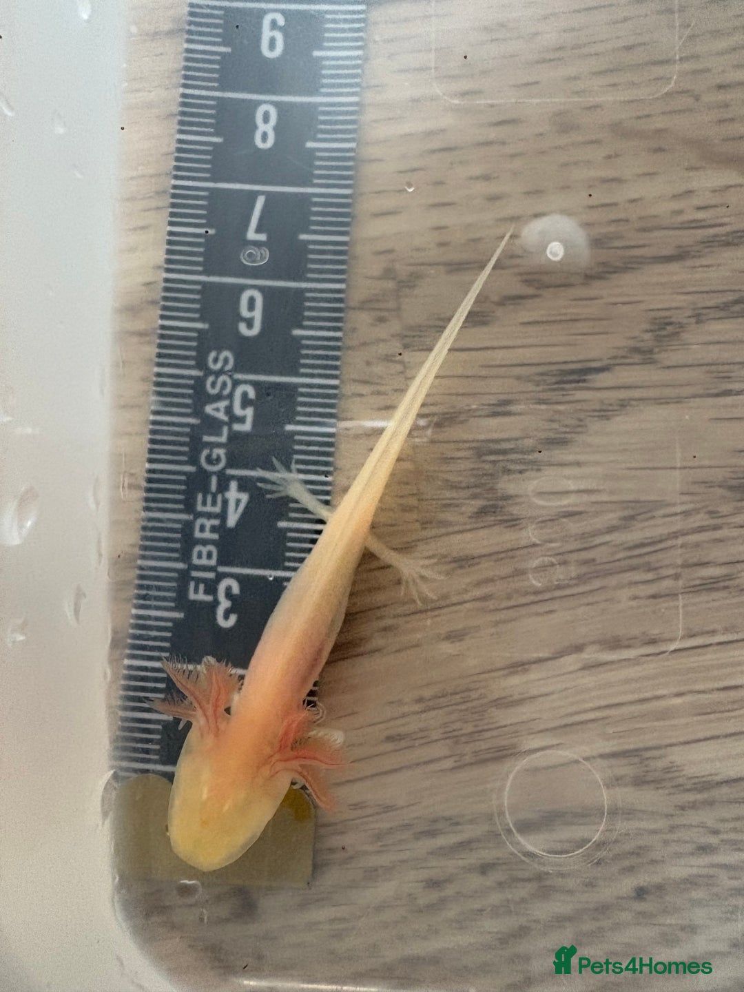 Axolotl reptiles for sale: 3 months old juvenile pink axolotls £22 in Welling - Image 3