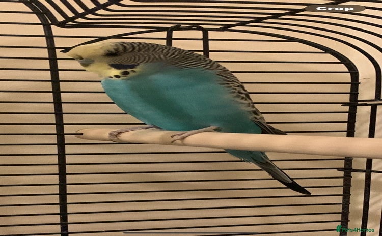 Canaries birds - Advert 4