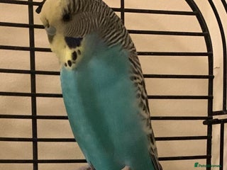 Canaries birds Budgies zebra finches - Advert 7