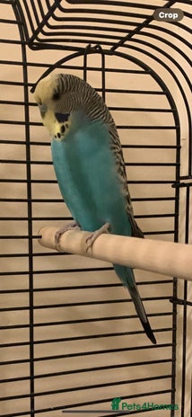 Canaries birds - Advert 4