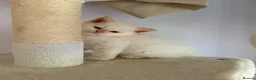 Selkirk Rex cats for sale: Selkirk rex kittens  - Advert 13