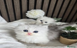 Persian cats for sale: 😻 Persian chinchilla kittens 😻 - Image 10