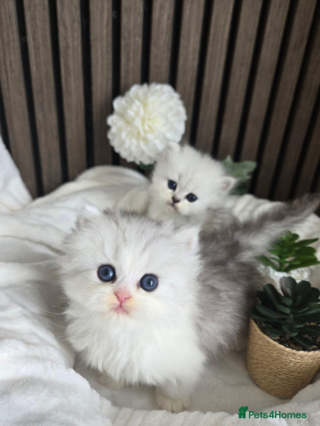 Persian cats for sale: 😻 Persian chinchilla kittens 😻 - Image 10