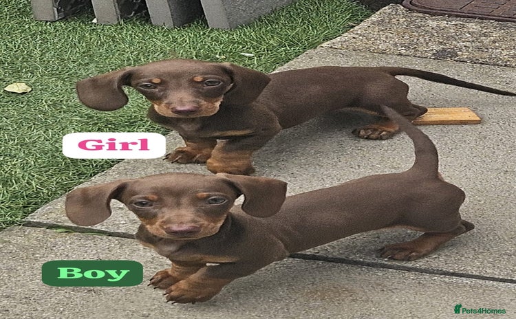Dachshund dogs - Advert 3