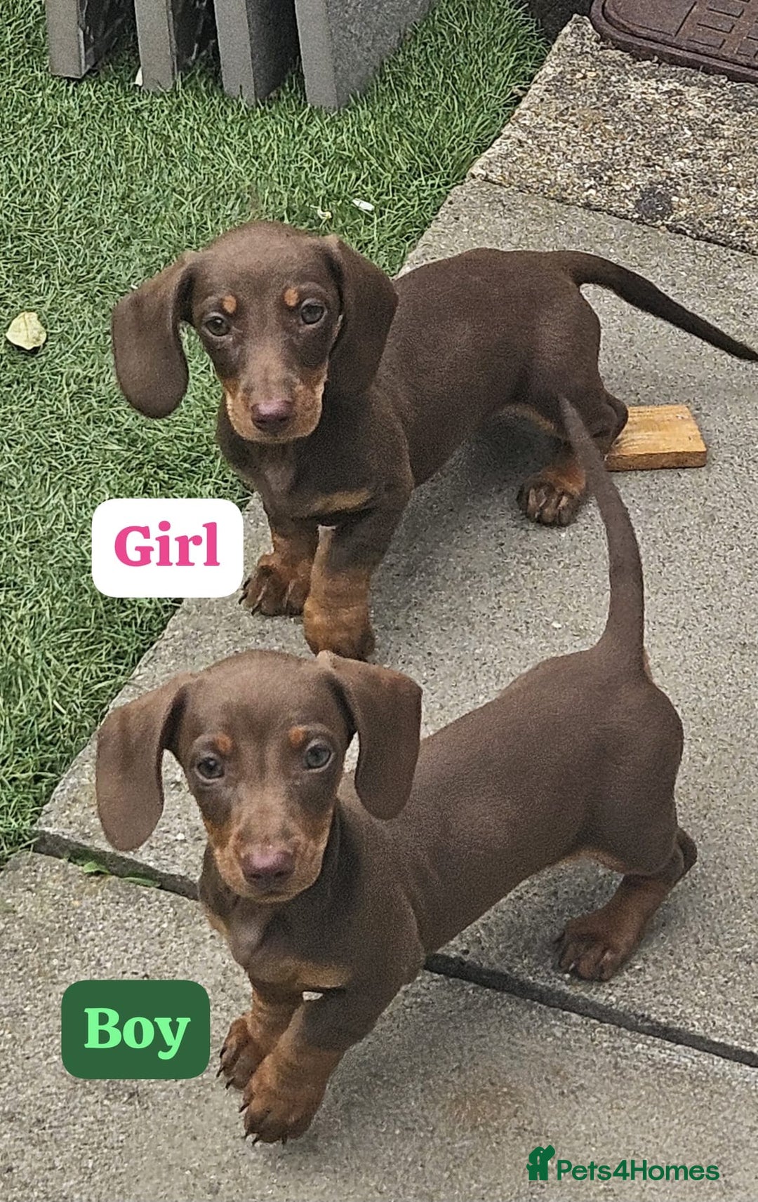Dachshund dogs for sale: Miniature dauchaund  - Image 1