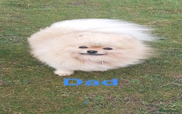 Pomeranian dogs for sale: Pomeranian puppy’s for sale - Advert 1