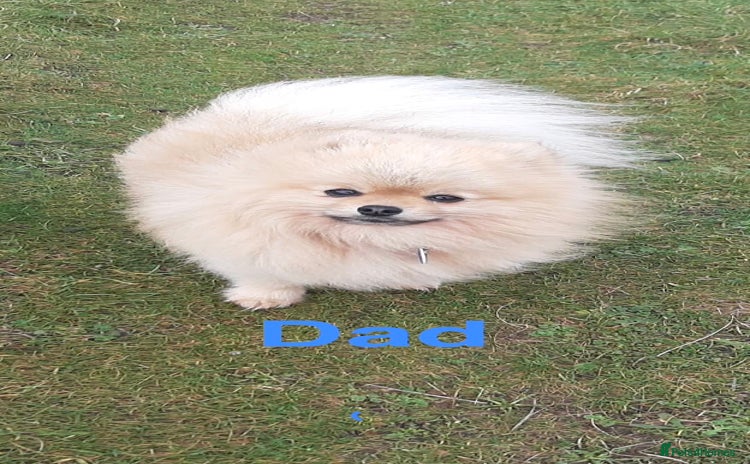Pomeranian dogs Pomeranian puppy’s for sale - Advert 5