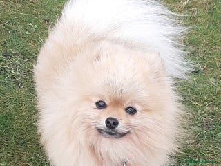 Pomeranian dogs Pomeranian puppy’s for sale - Advert 3