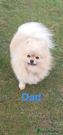 Pomeranian dogs Pomeranian puppy’s for sale - Advert 2