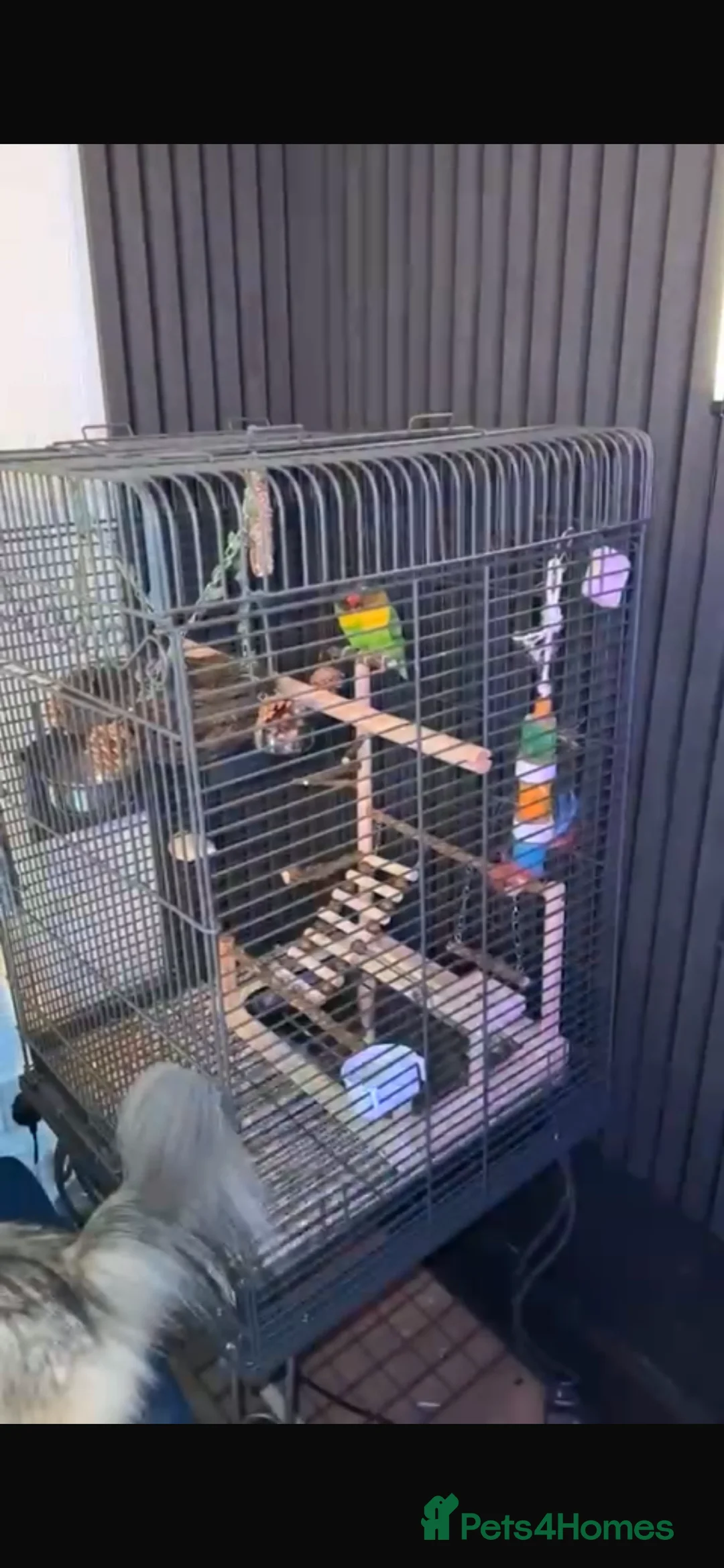 Parrots birds for sale: Indian ringneck parrot with cage and accessories  - Advert 4