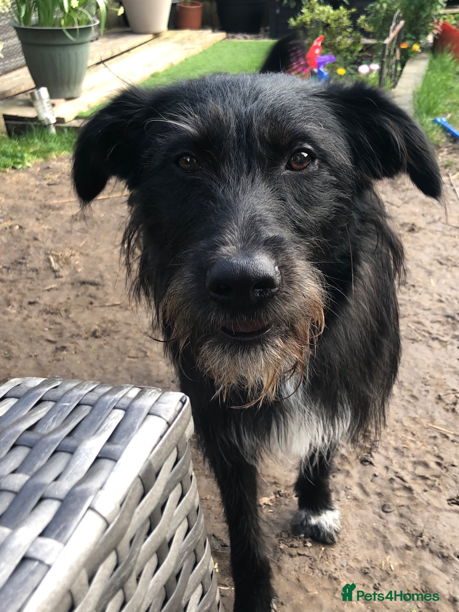 Mixed Breed dogs Special home for a special boy - Advert 5