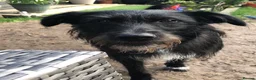 Mixed Breed dogs for sale: Special home for a special boy - Advert 1