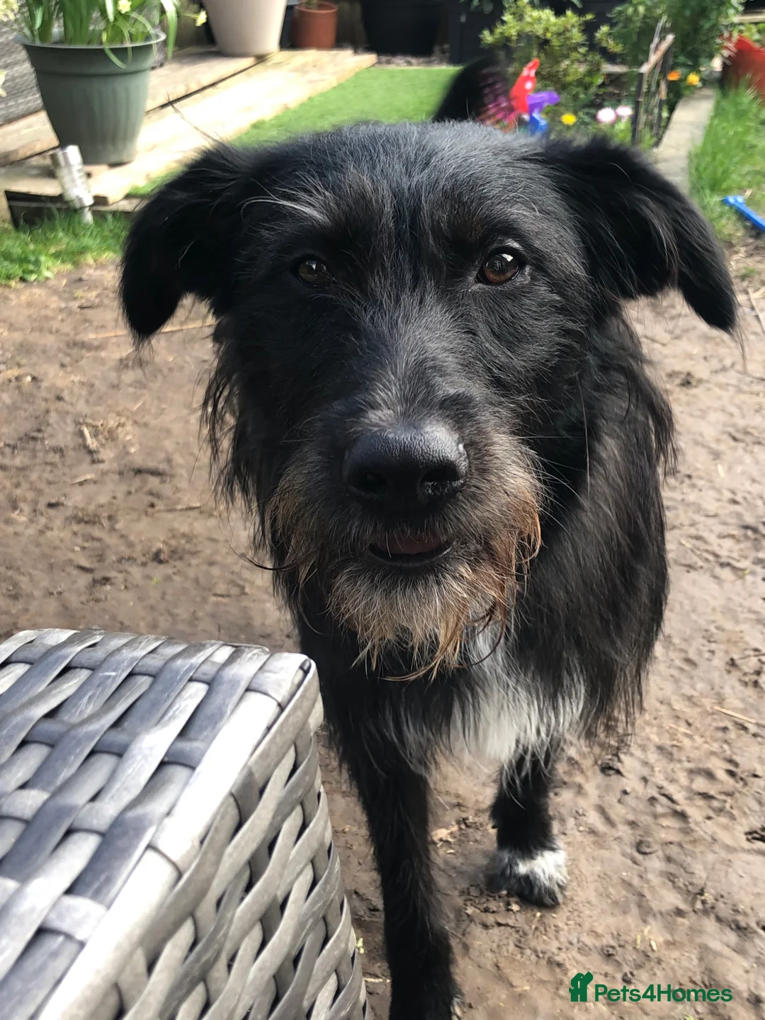 Mixed Breed dogs for sale: Special home for a special boy - Advert 1