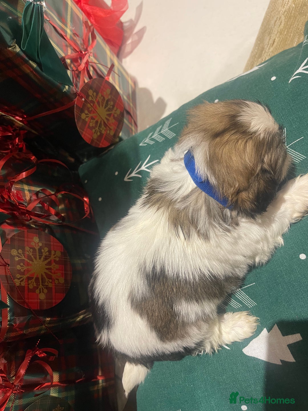 Shih Tzu dogs for sale: Shih tzu  puppies  - Advert 13