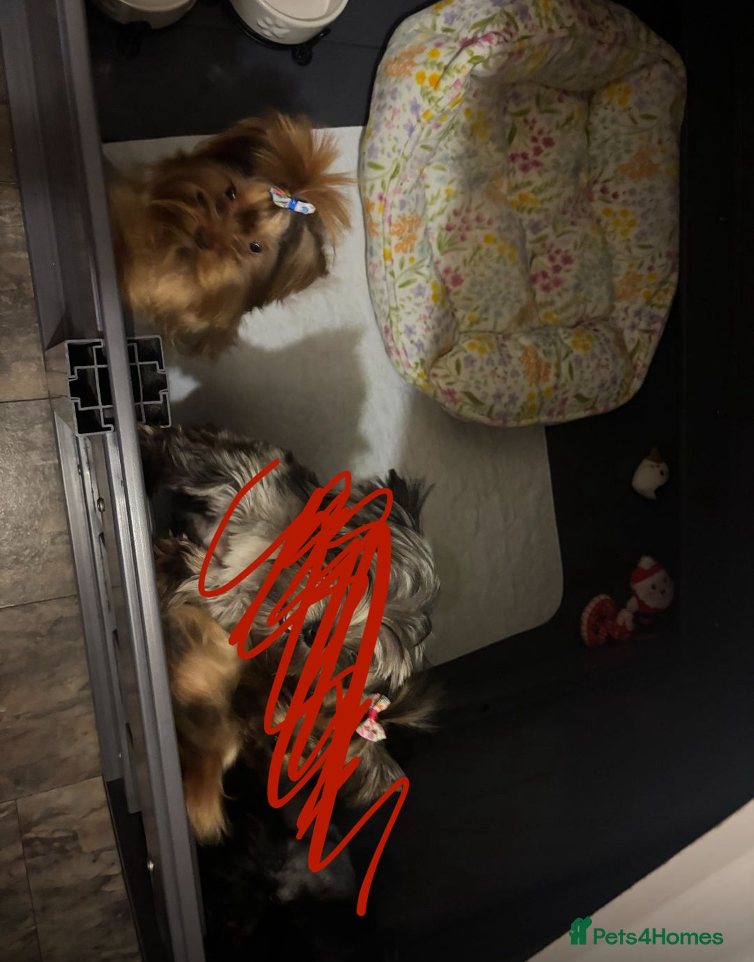 Yorkshire Terrier dogs for stud: VERY SMALL 1.3kg PEDIGREE STUD AVAILABLE – DIEGO - Advert 3