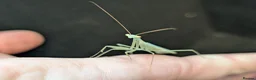 Mixed Breed invertebrates for sale: Mantis, stick insects, assassin bugs, grasshoppers - Advert 4