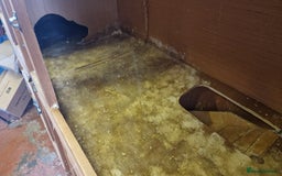 Guinea Pig rodents for sale: Guinea Pig set-up - Image 6