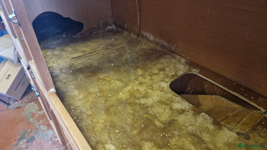 Guinea Pig rodents for sale: Guinea Pig set-up - Image 6