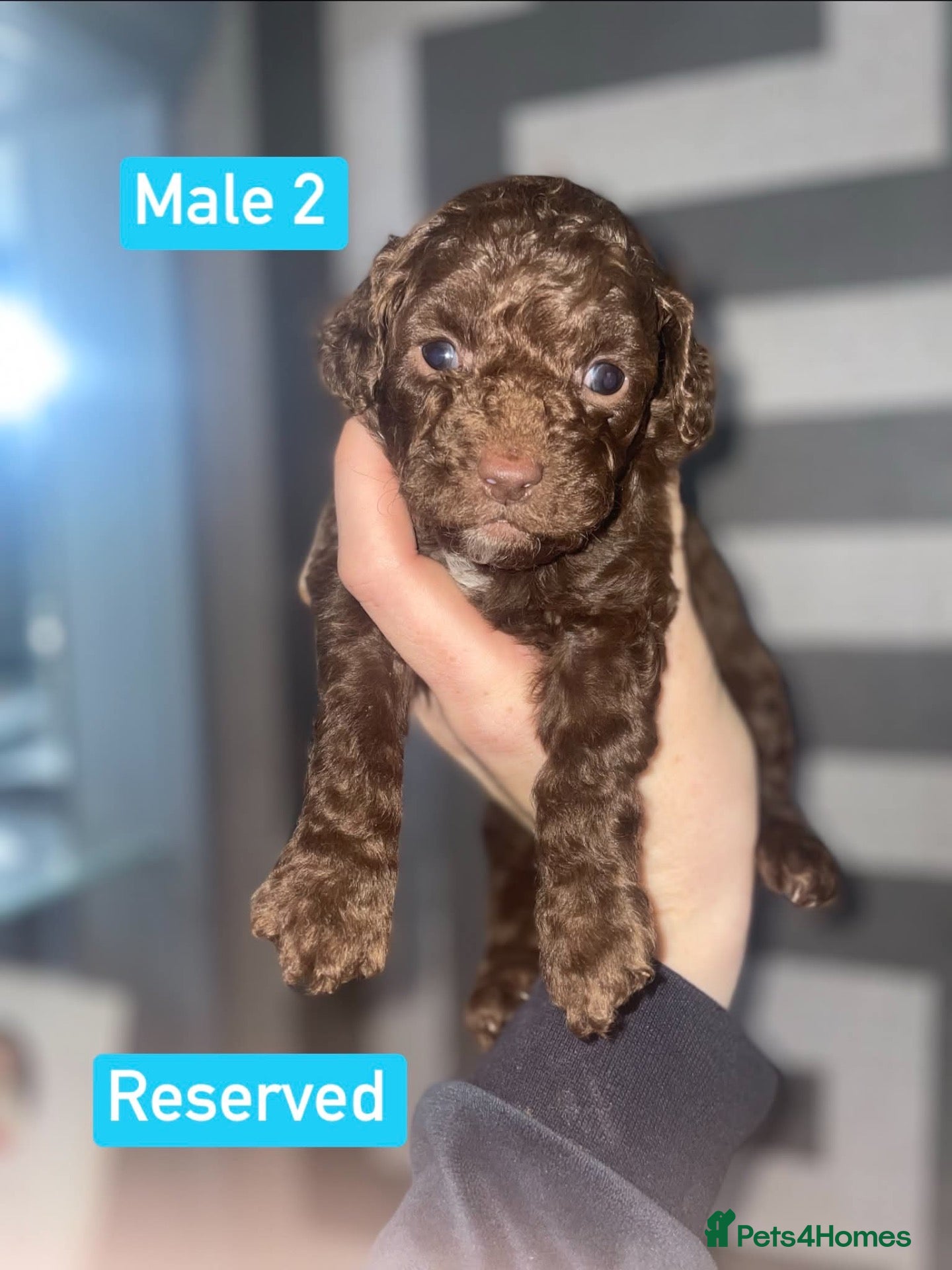 Cockapoo dogs F1B Cockapoo Puppies  - Advert 2