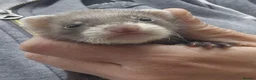 Ferret rodents for sale: Micro eu polecats ferrets  - Advert 3