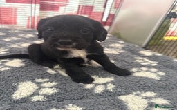 Cocker Spaniel dogs for sale: Cocker spaniel puppies  - Image 9