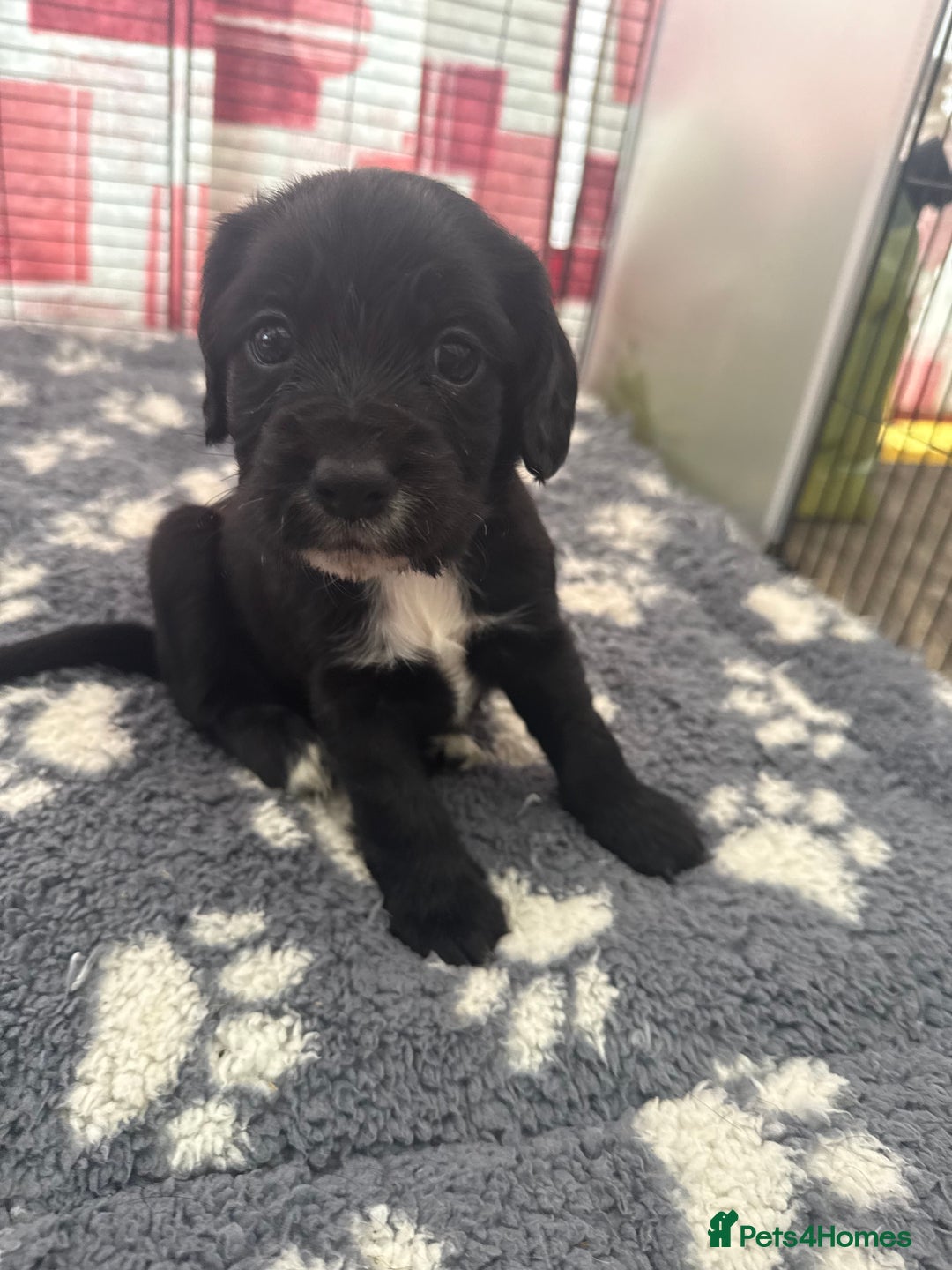 Cocker Spaniel dogs for sale: Cocker spaniel puppies  - Image 9