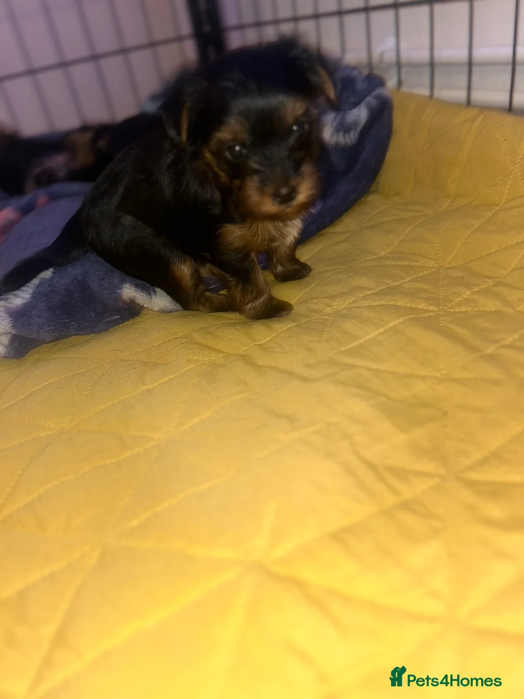 Yorkshire Terrier dogs for sale: Stunning Yorkshire Terriers Puppies  - Advert 12