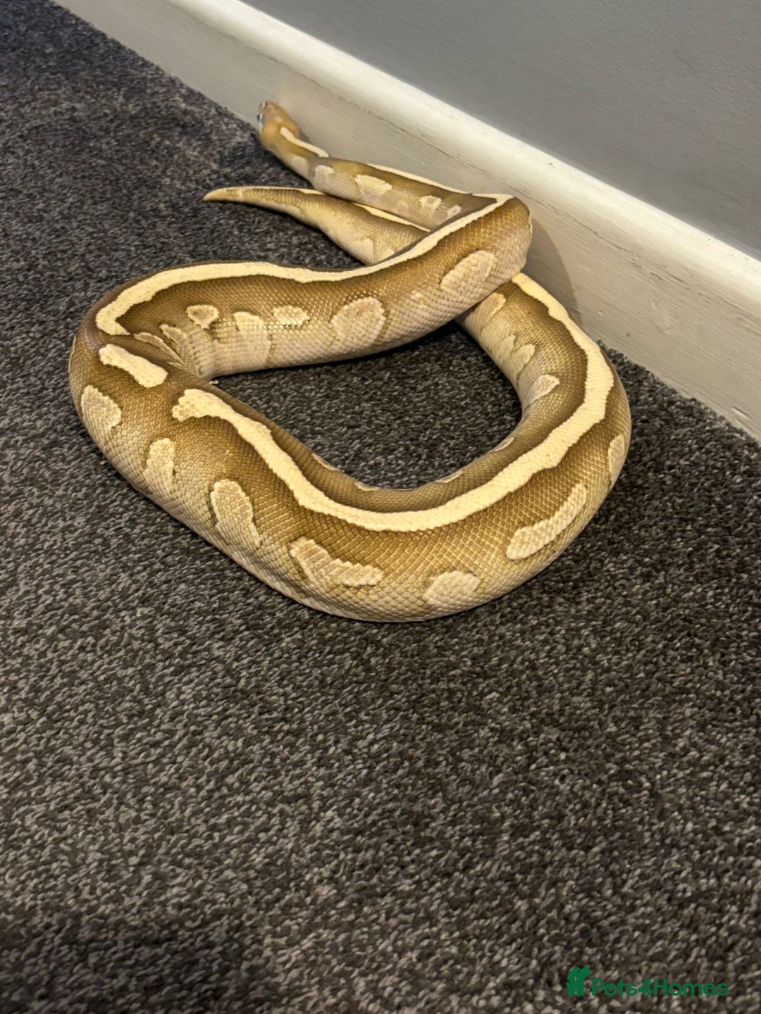 Python Snake reptiles for sale: Royal Python Pair +Full setups  - Image 2