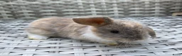 Mini Lop rabbits for sale: Pure bred mini lops - Advert 21