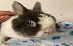 Mixed Breed rabbits for sale: Rabbit rescue  in Diss - Image 8