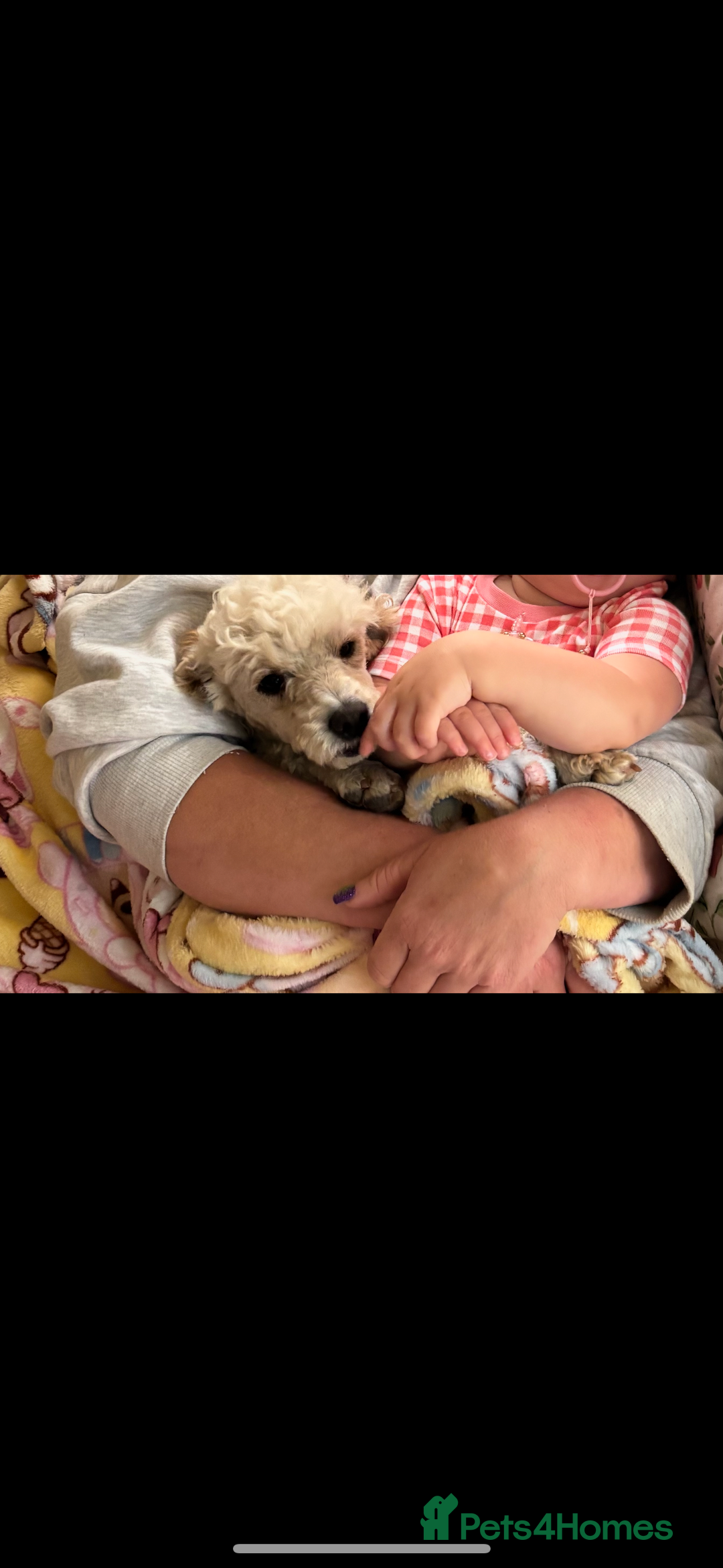 Cockapoo dogs for sale: Miniature cockapoo  - Advert 3