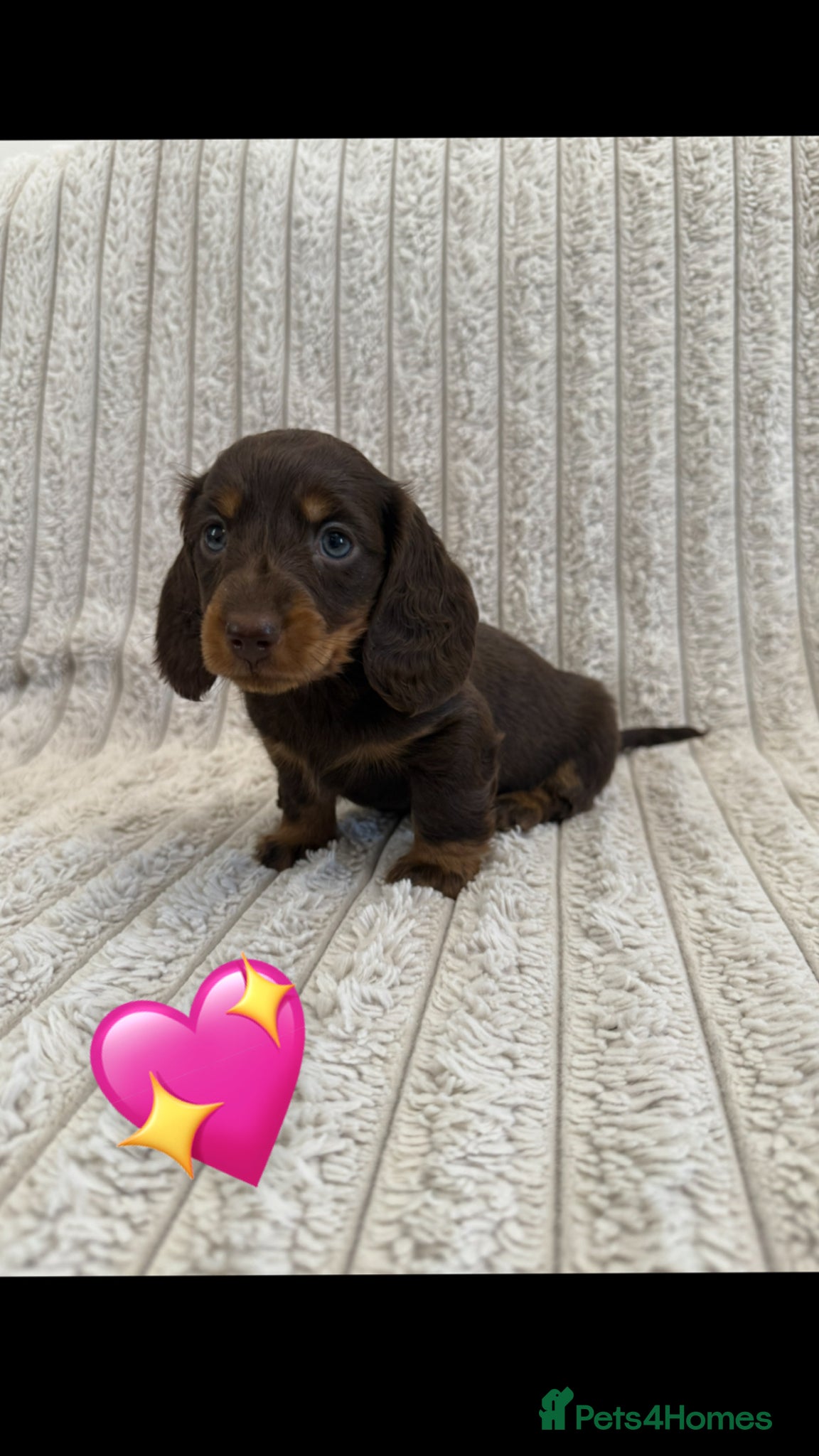 Miniature Dachshund dogs Quality long hair minature dachshund looking 🏡 - Advert 1