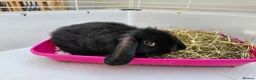 Mini Lop rabbits for sale: Mini lop baby bunnys - Advert 4