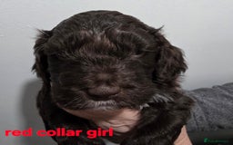 Cockapoo dogs for sale: Stunning f1 cockapoo pups - Advert 2