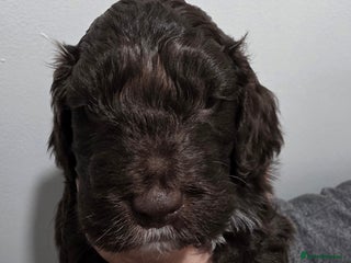 Cockapoo dogs Stunning f1 cockapoo pups - Advert 3