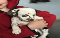 Dalmatian dogs for sale: KC Dalmatian Puppies  - Advert 24