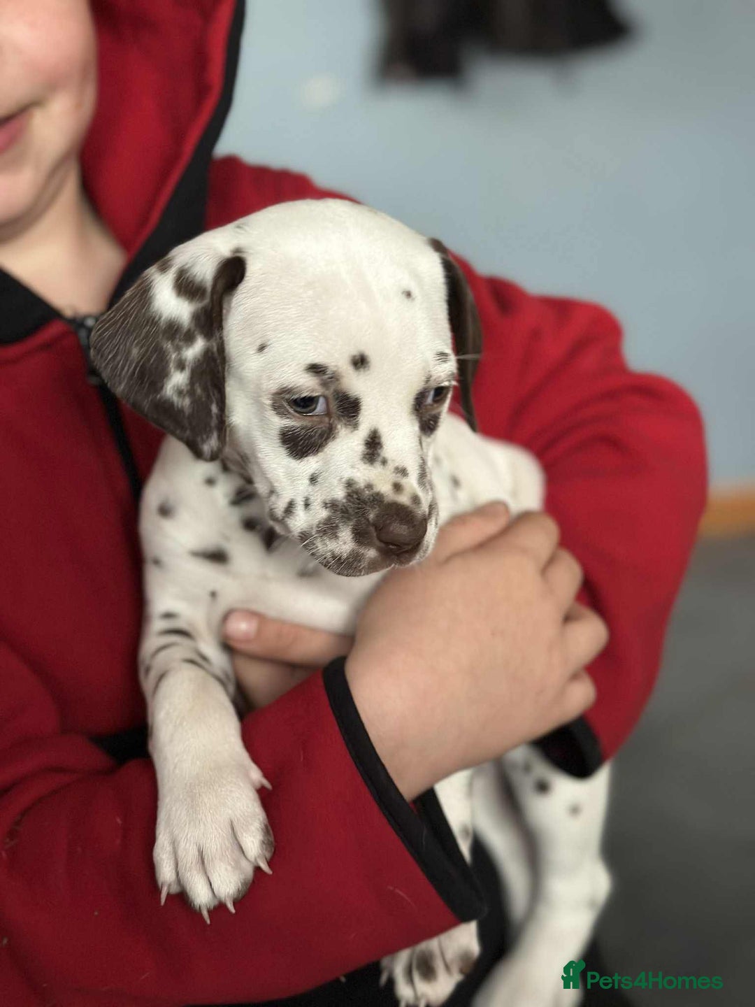 Dalmatian dogs for sale: KC Dalmatian Puppies  - Advert 24