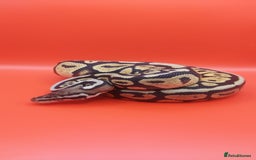 Python Snake reptiles for sale: Male Pastel spotnose 66%g stripe 66% clown  - Image 3